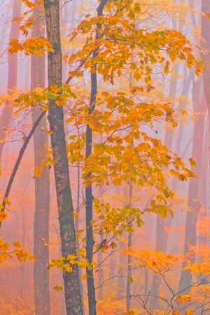 20151027__DSF6909-Edit-Edit-Edit